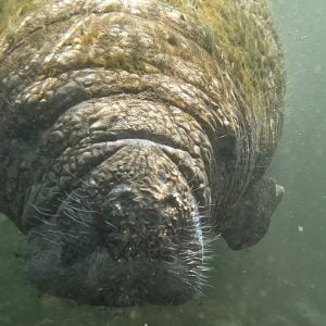 swimming-with-Manatees