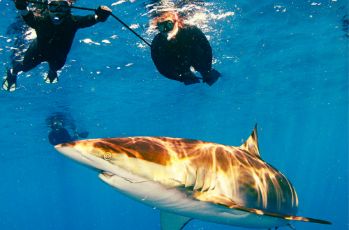 shark_snorkeling