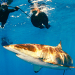 shark_snorkeling