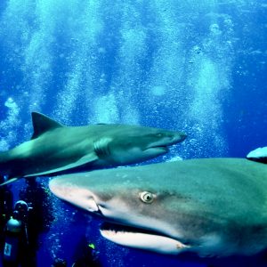 Shark_Diving_FL