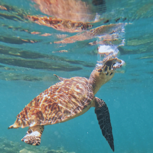 scuba_diving_Rincon_PR_hawksbill_sea_turtle