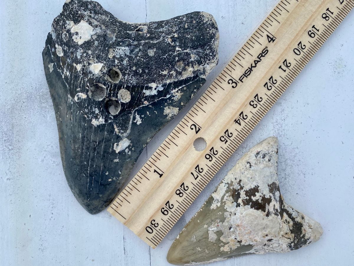 The Best Place to Find Sharks Teeth in Florida - REESE H.