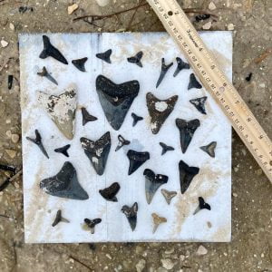 Venice_FL_finding_Meagaldon_and_shark_teeth_fossils
