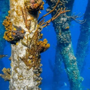 Scuba Diving Bonaire, My Favorite Dive Site Salt Pier